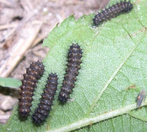 Réf. 284 742 : Saturnia pavonia